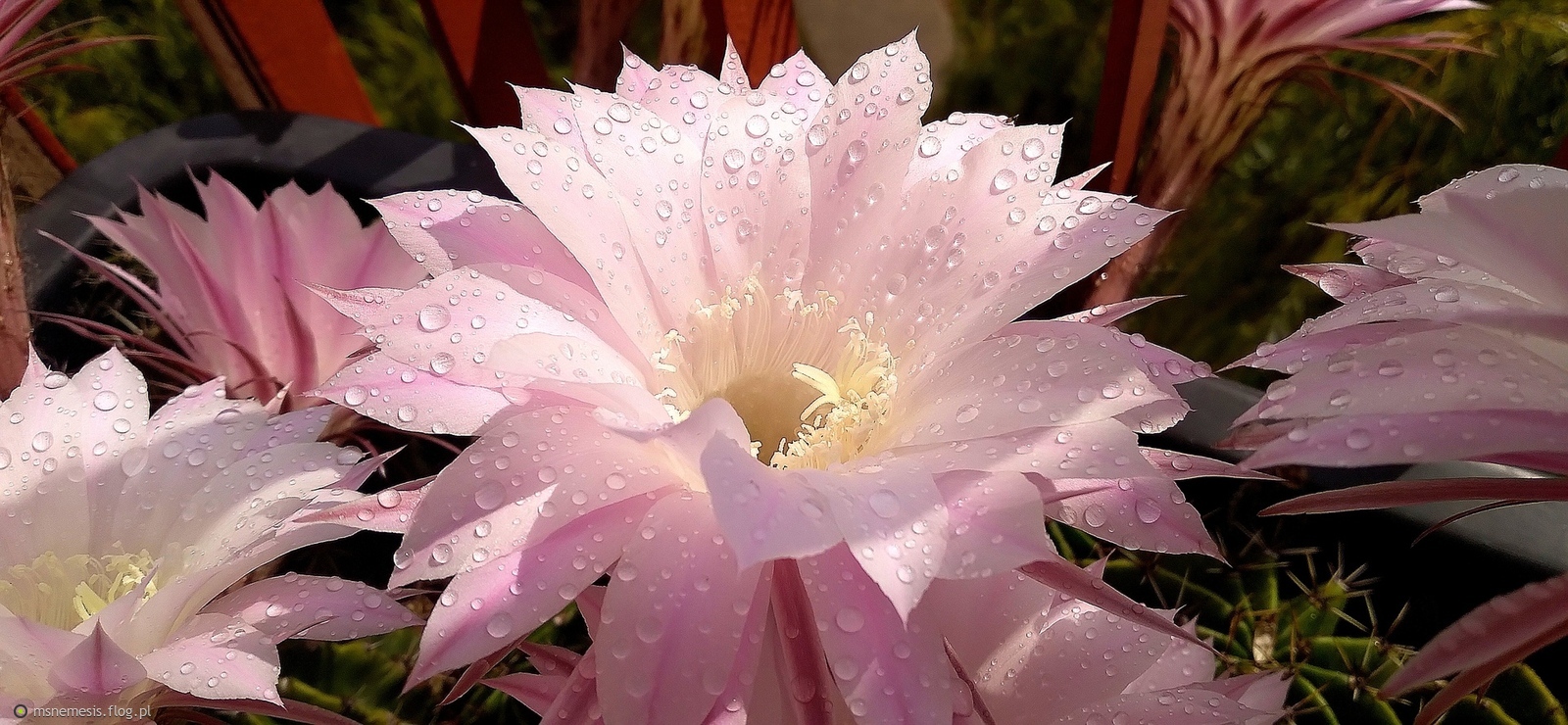 Wspomnienie Lata :-)