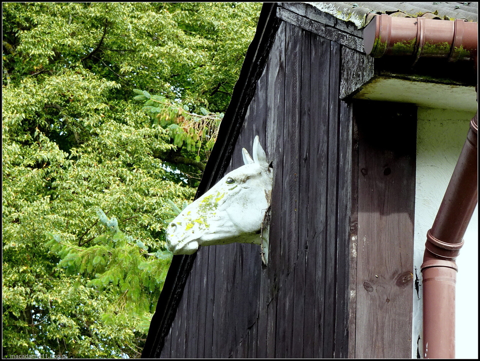 Jak on tam wszedł...