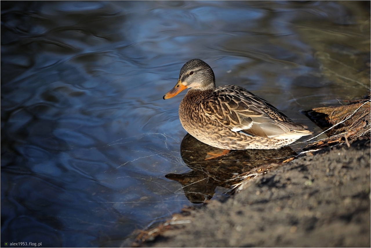 Nad brzegiem stawu...