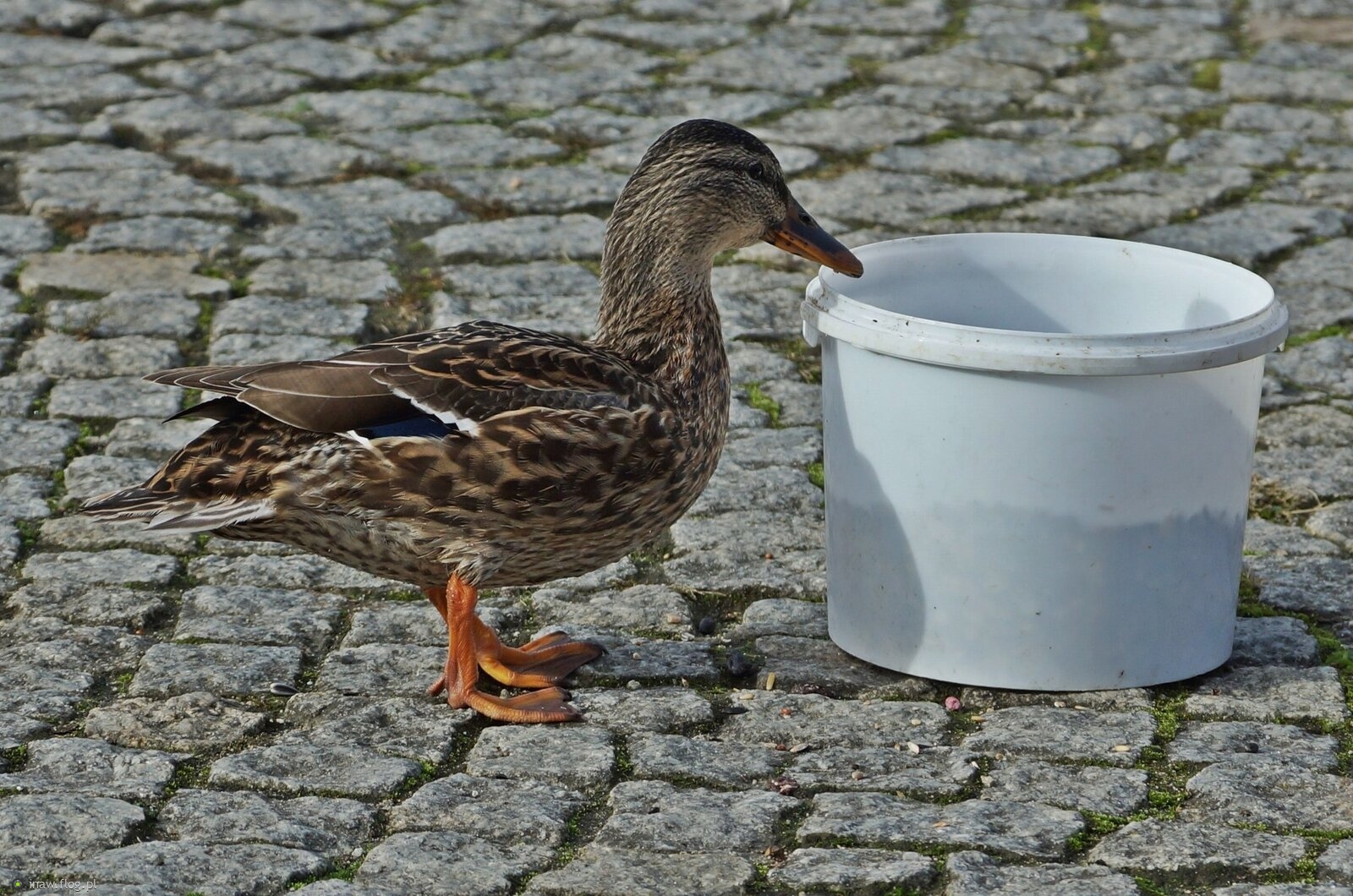 Karma dla kaczek ,ale one sobie radzą nie czekają😊