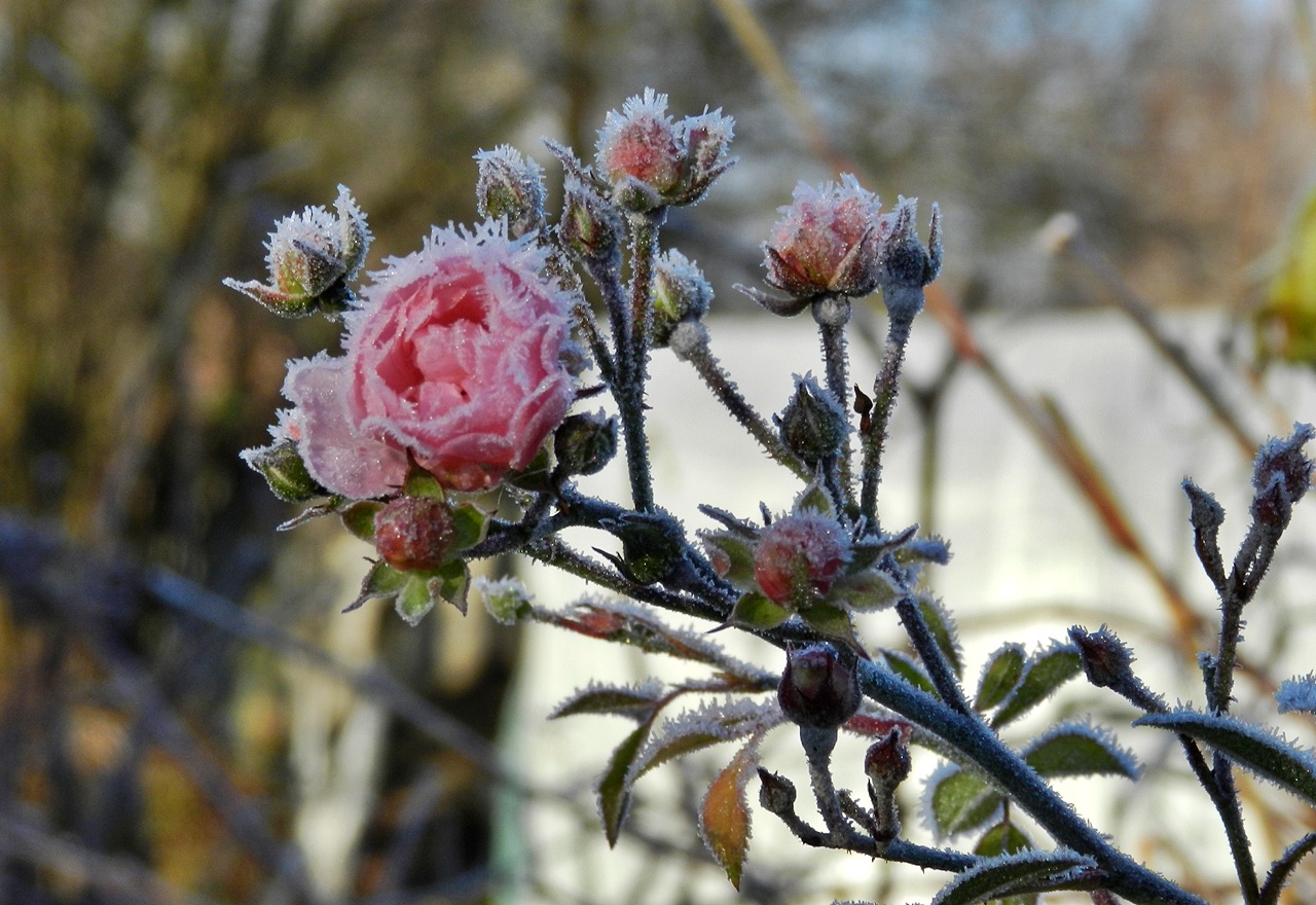 Dzisiaj było mrożnie. Pozdrawiam serdecznie miłego popołudnia.