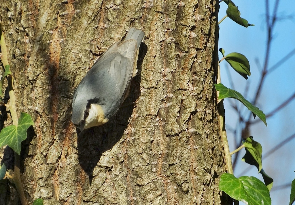 Kowalik. Pozdrawiam serdecznie.