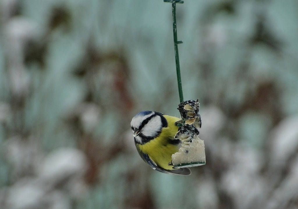 Ptaszki z mojego podwórka dla Ciebie. Pozdrawiam serdecznie.