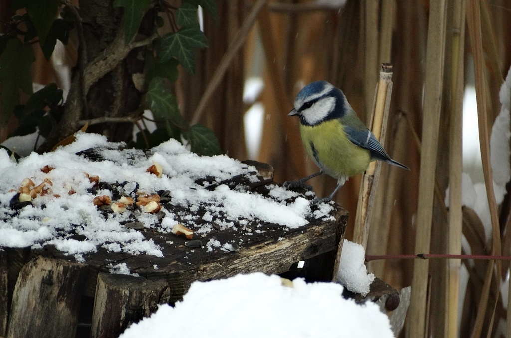 Modraszka dla Ciebie bo je lubisz. Pozdrawiam wieczorkiem.