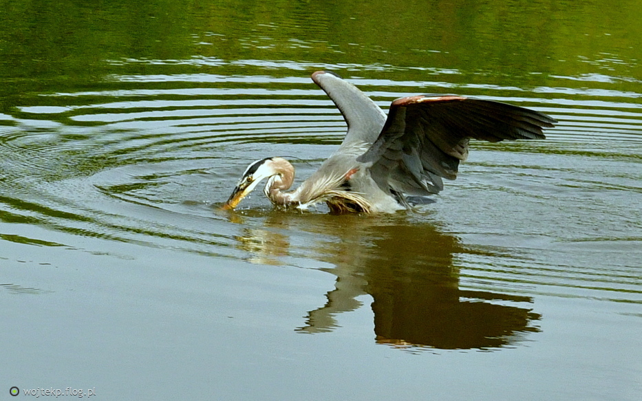 GREAT BLUE HERON / CZAPLA MODRA - polowanie na głębokiej wodzie