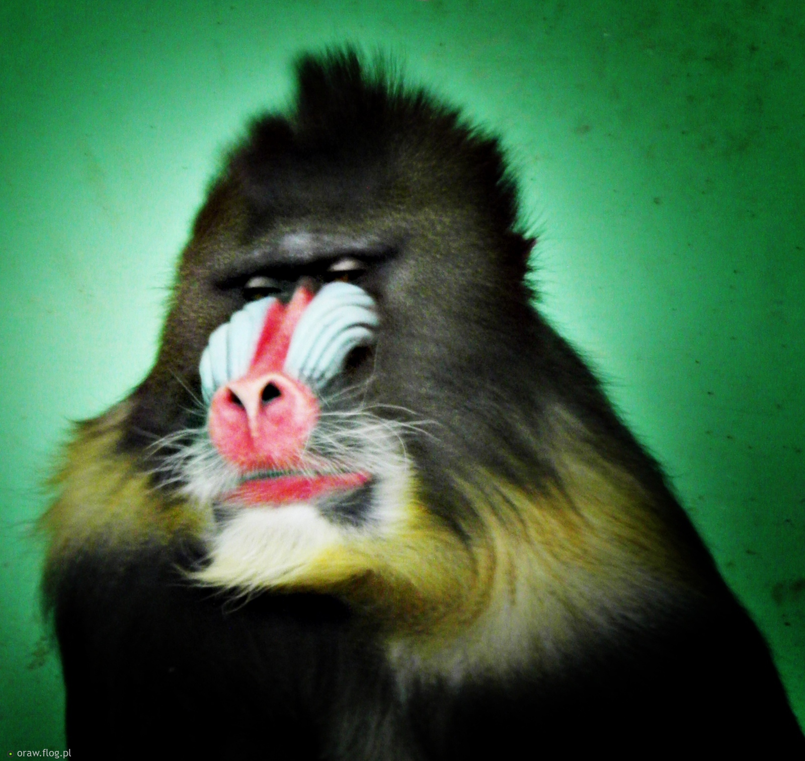Mandrillus...