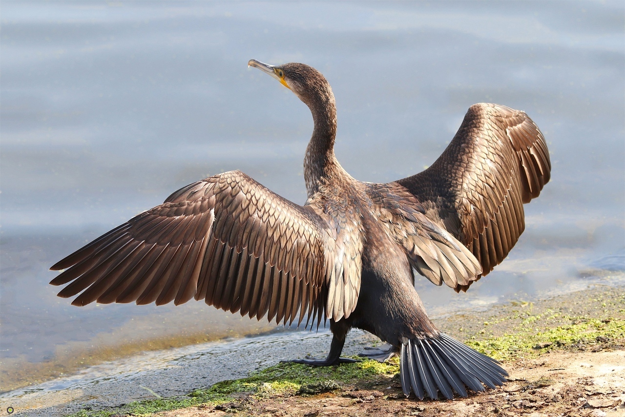 Kormoran ...