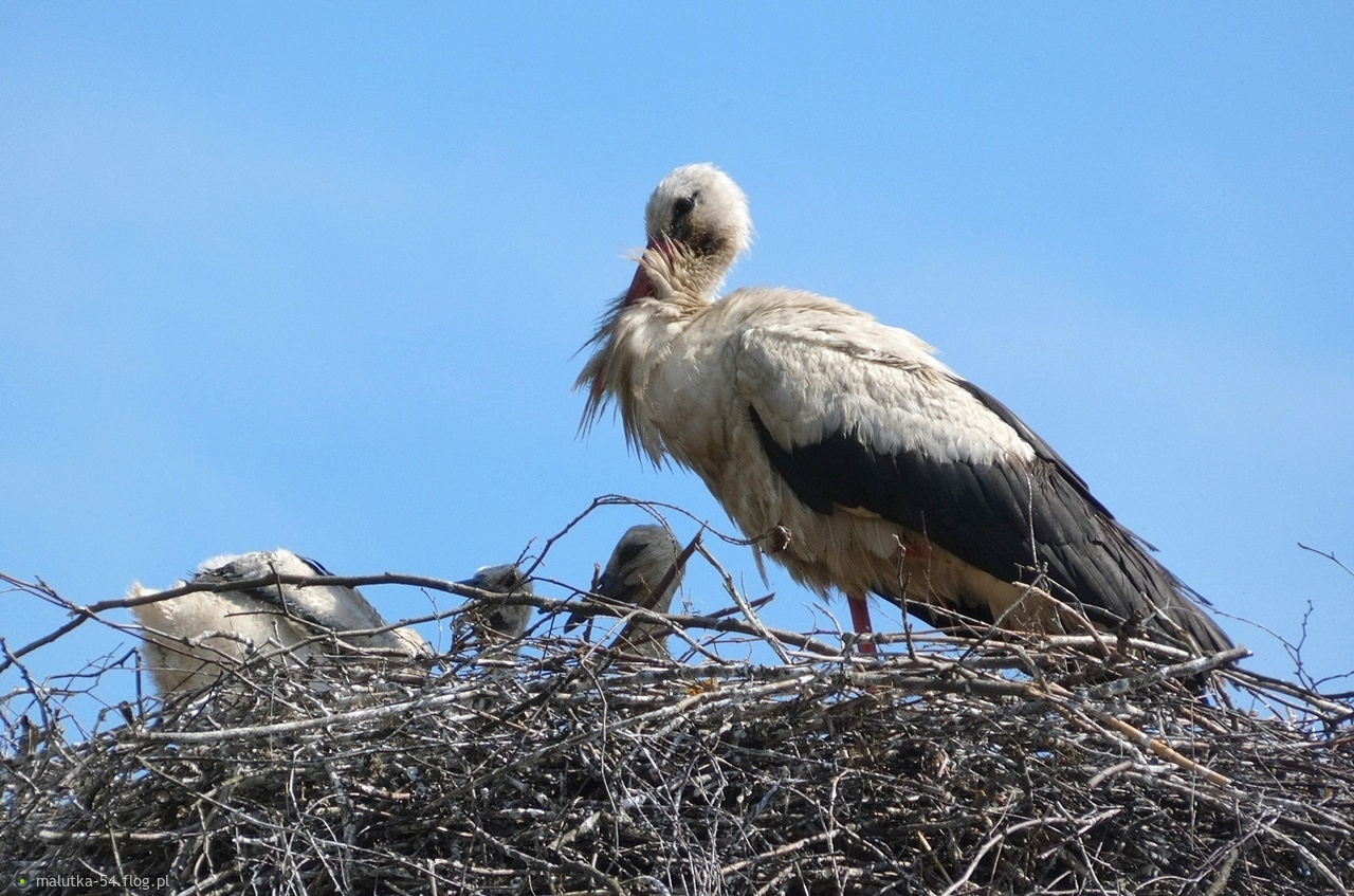 Dziś byłam w Budach dla Ciebie Iwonko. Ja myślałam iż są trzy jednak cztery maluchy. Pozdrawiam serdecznie.