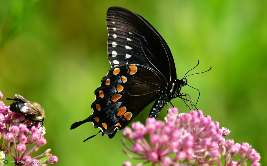 PAPILIO TROILUS