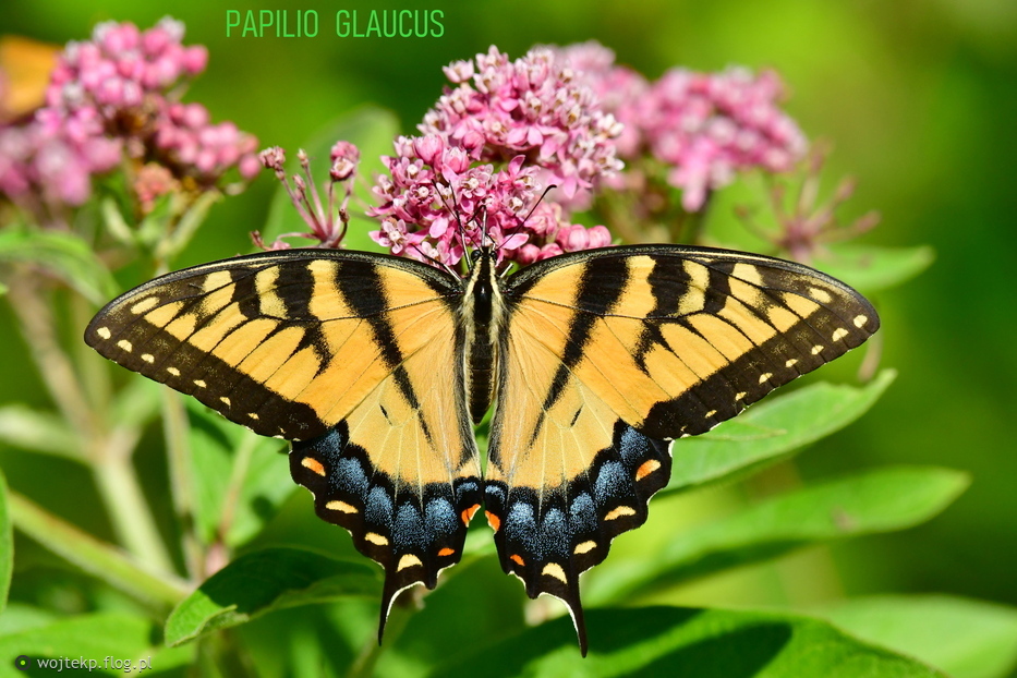 PAPILIO GLAUCUS FEMALE na trojeści