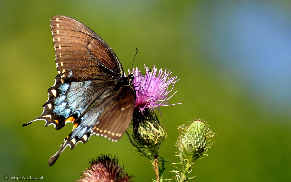 PAPILIO TROILUS na ostach