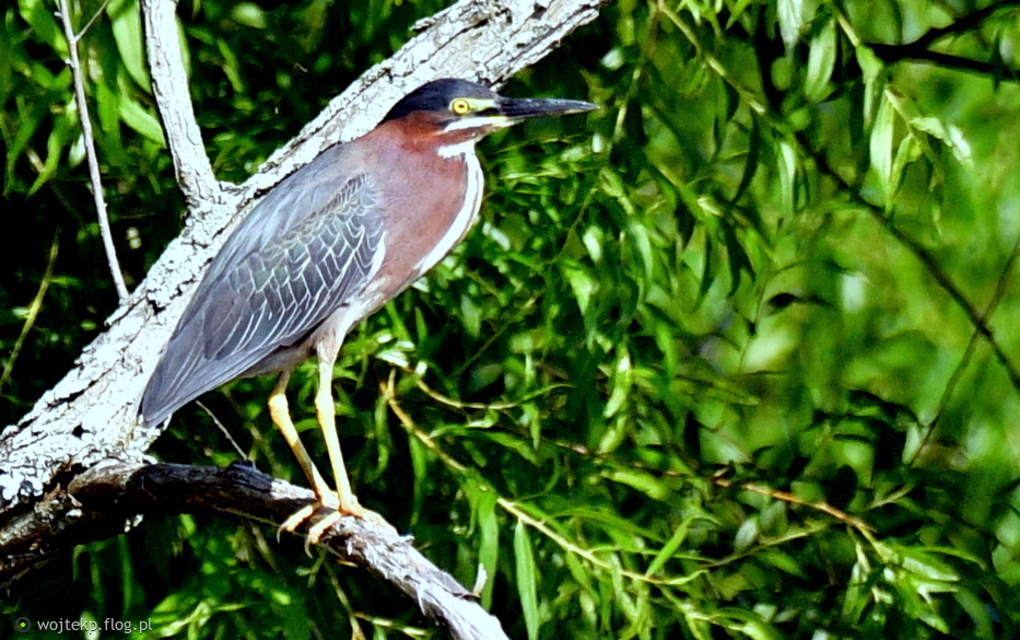 GREEN HERON na drzewie