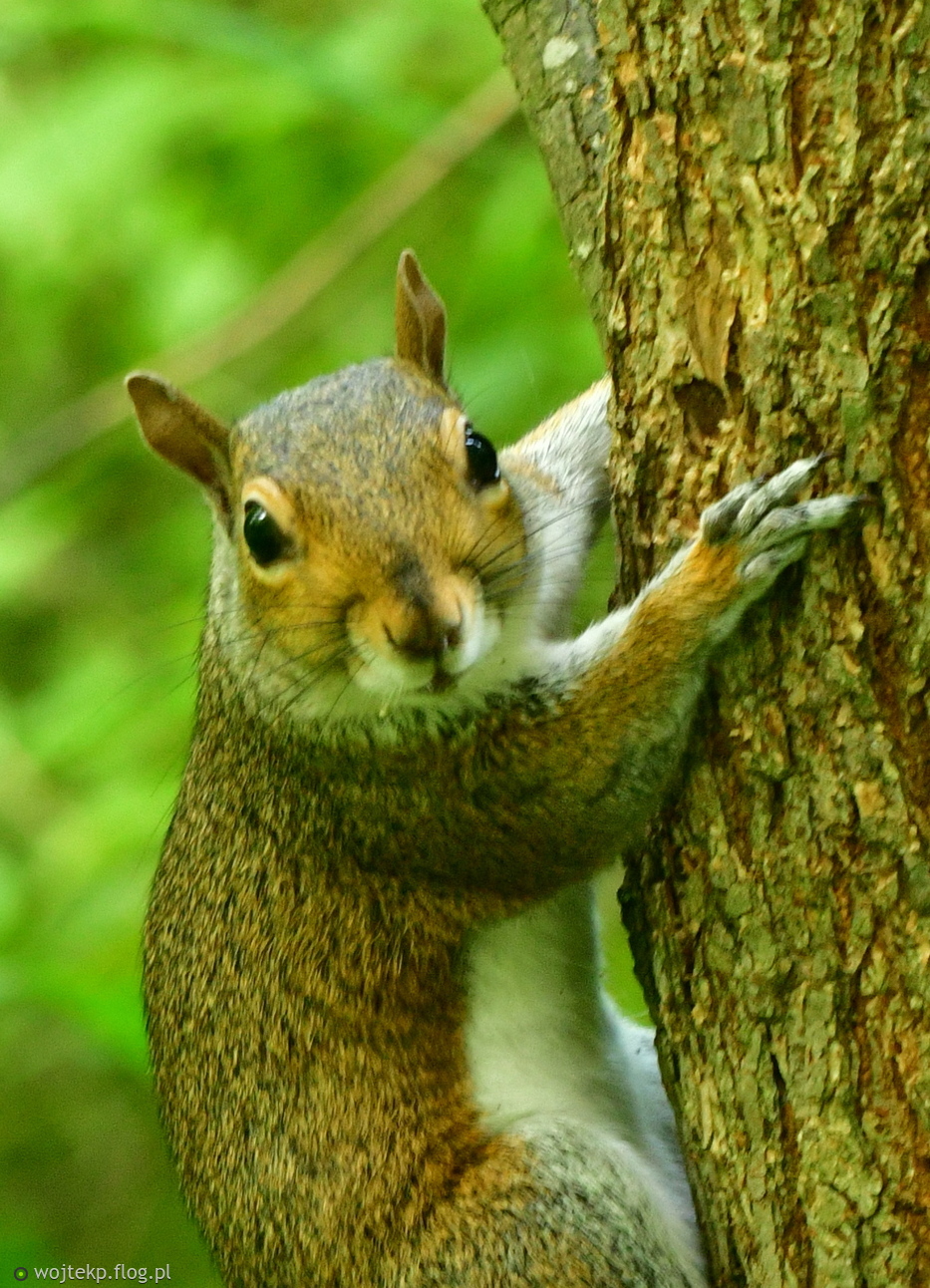 EASTERN GRAY SQUIRREL / WIEWIÓRKA SZARA