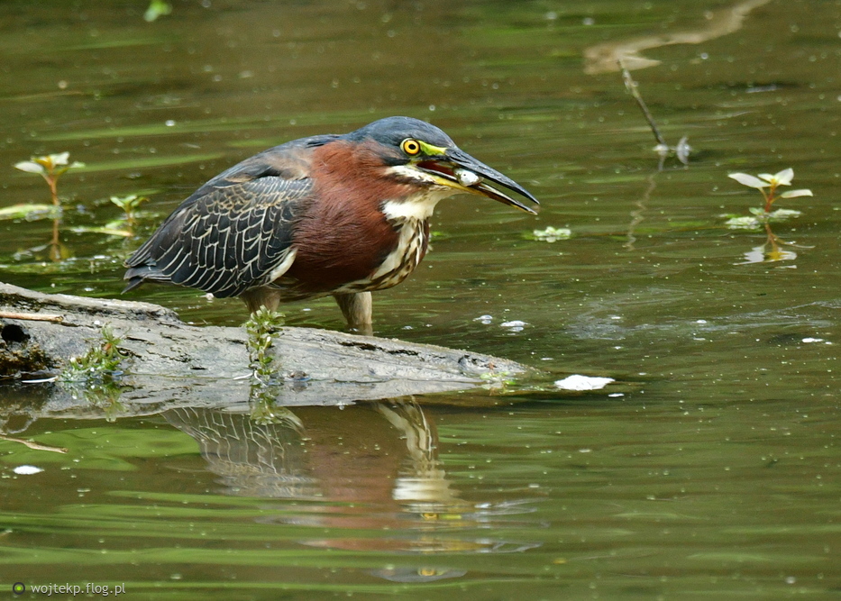 GREEN HERON - wypatrywanie