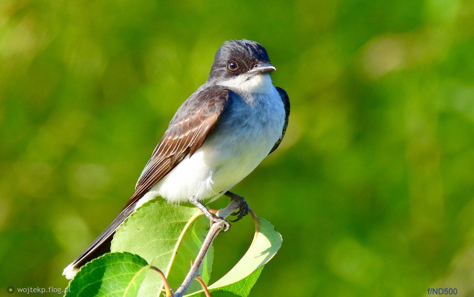 TYRAN PÓŁNOCNY / EASTERN KINGBIRD