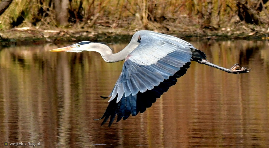 GREAT BLUE HERON / CZAPLA MODRA