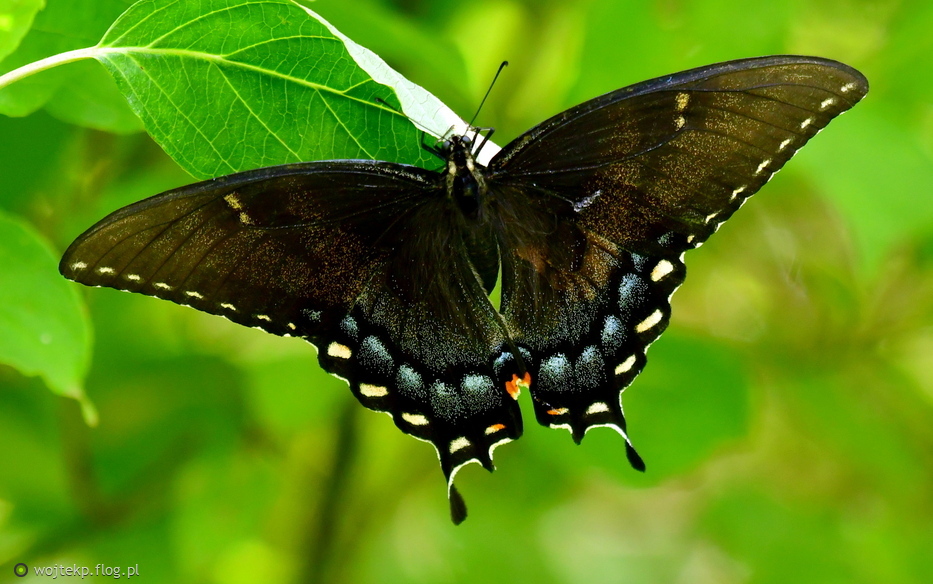 PAPILIO TROILUS
