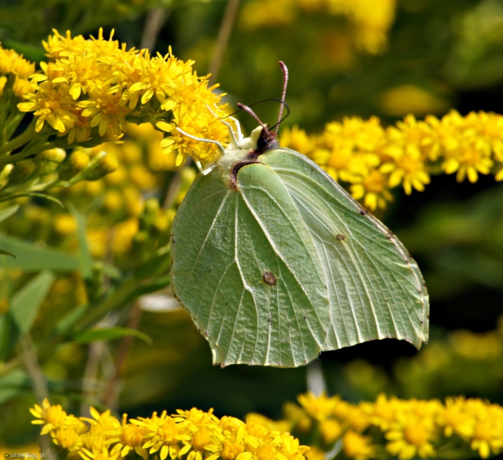 Październikowy...