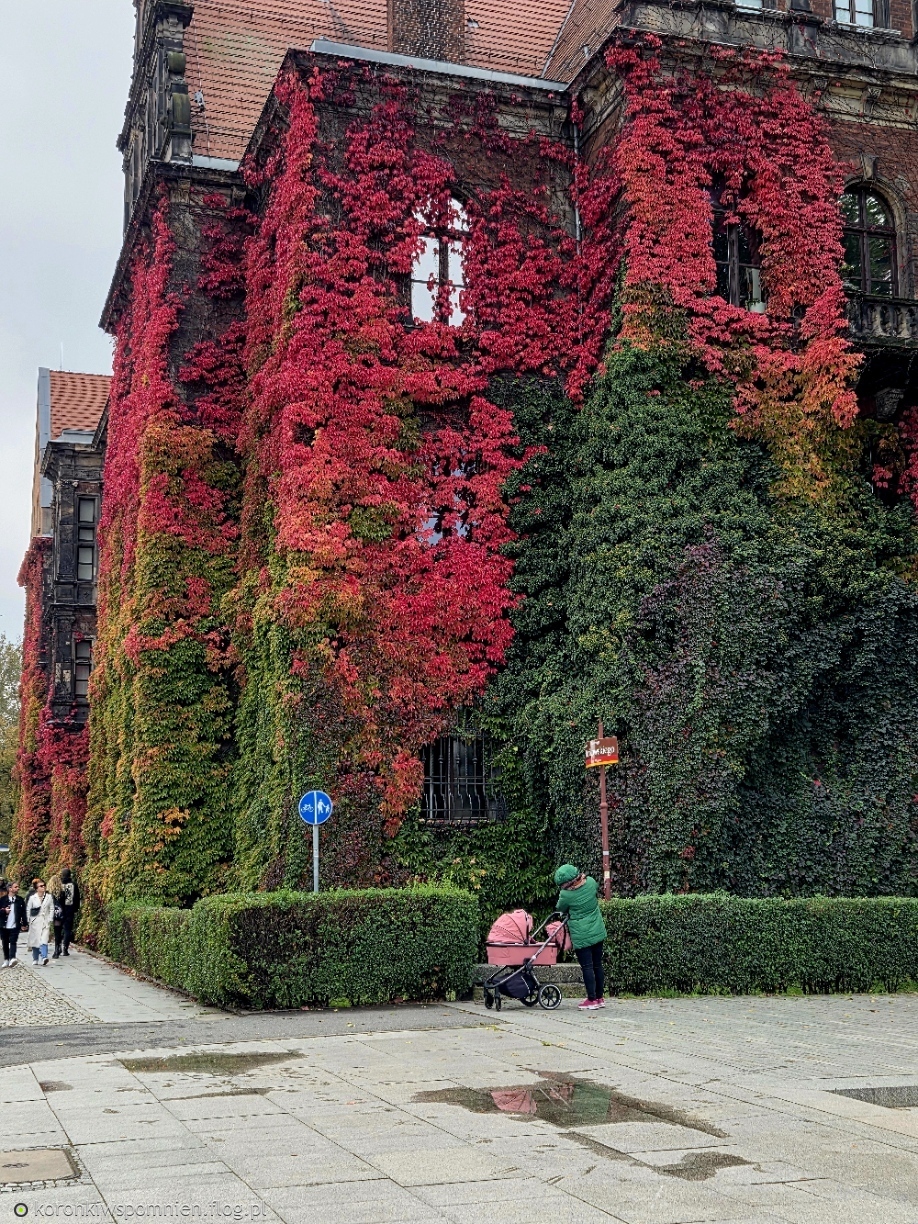 Czerwony sweterek Muzeum Narodowego we Wrocławiu zachwyca co rok:) Pozdrawiam Odwiedzających:)