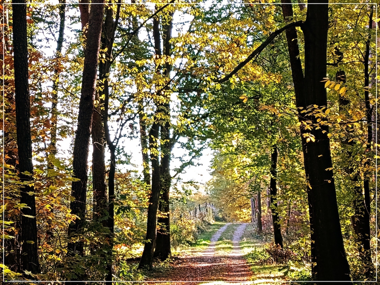 Jesienną drogą przez las