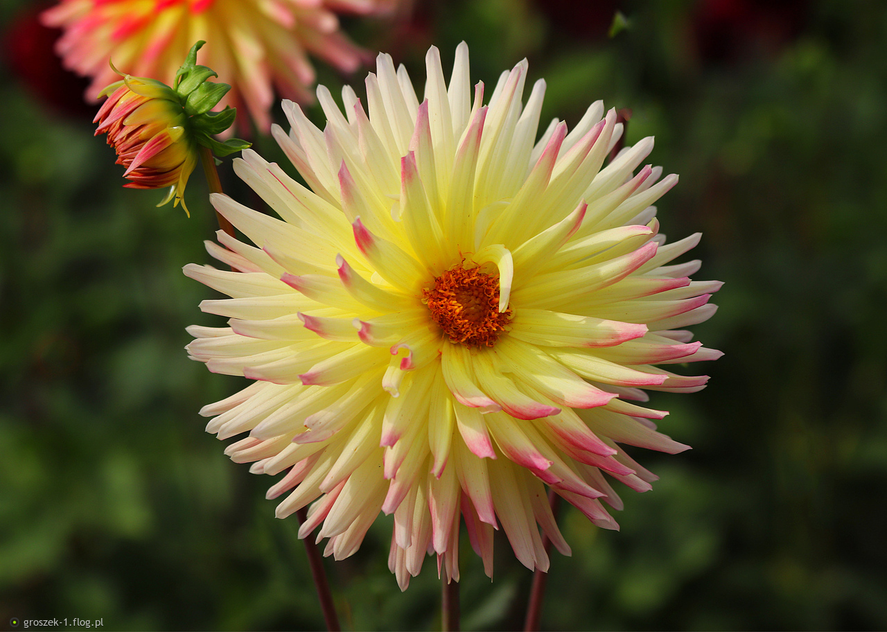 Dalia ...