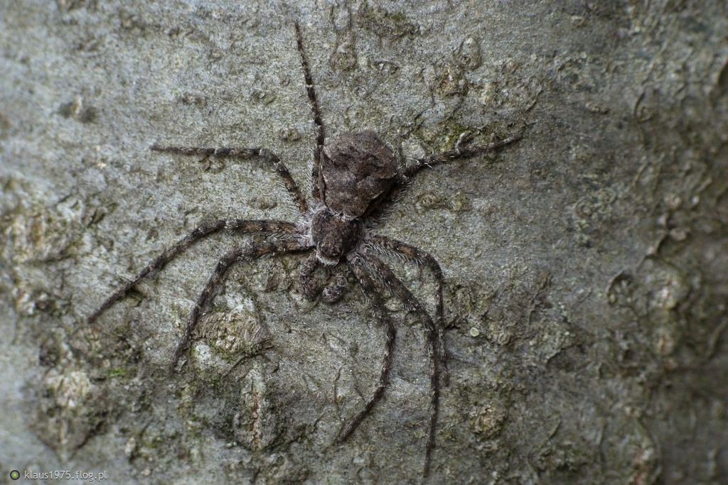 Ślizgun borowy (Philodromus margaritatus)