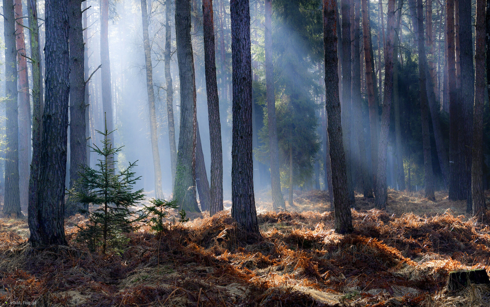 W świetle poranka...