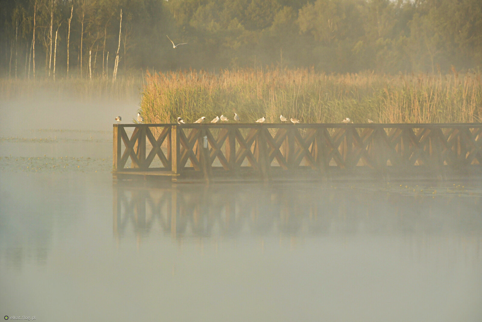 W świetle poranka...