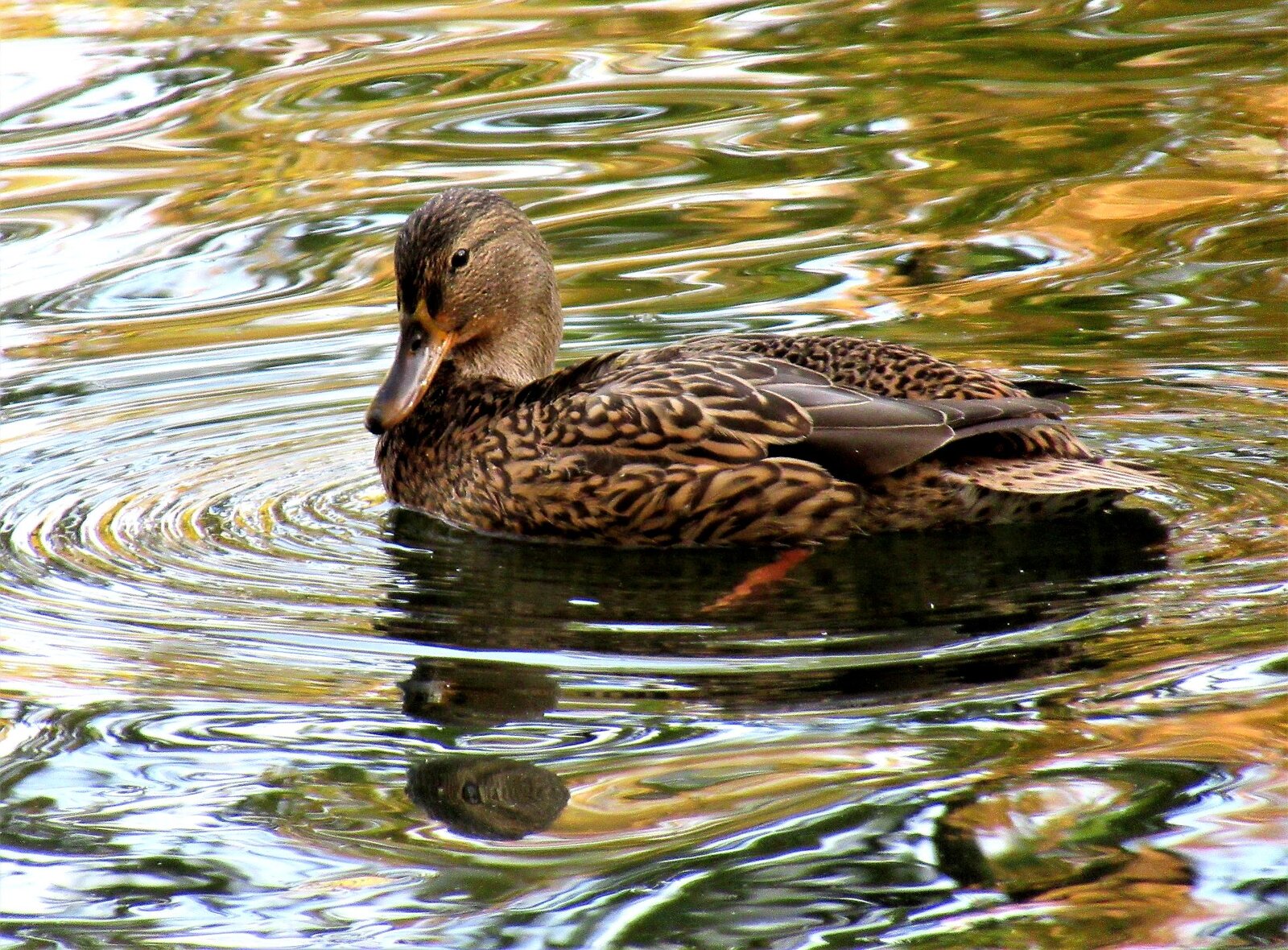 Jesienny staw z kaczką krzyżówką
