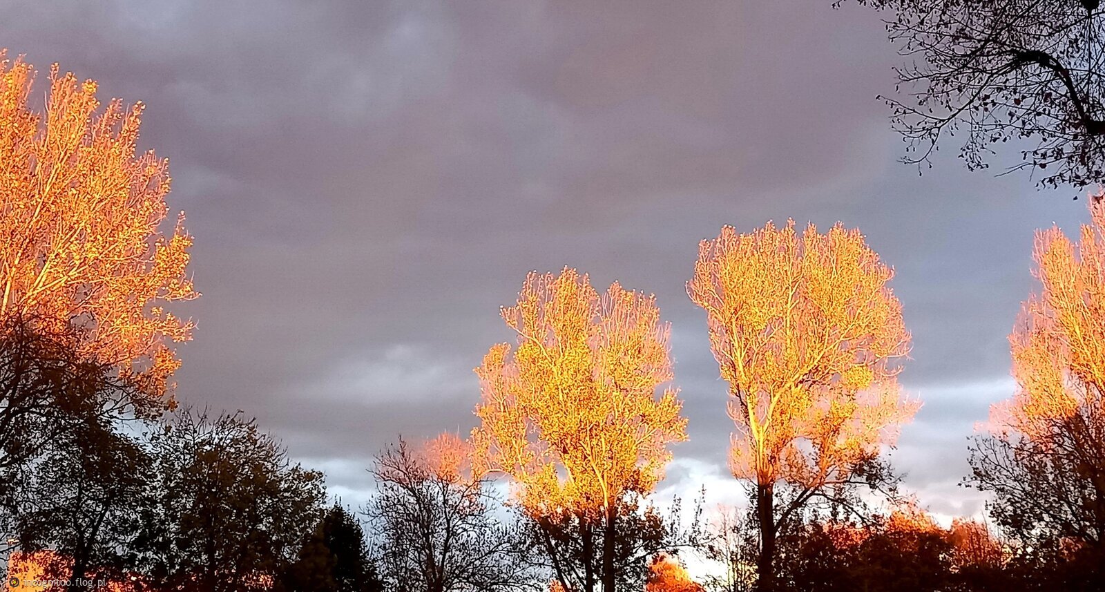 Dziś przez moment płonęły drzewa 🍂🍁🍂