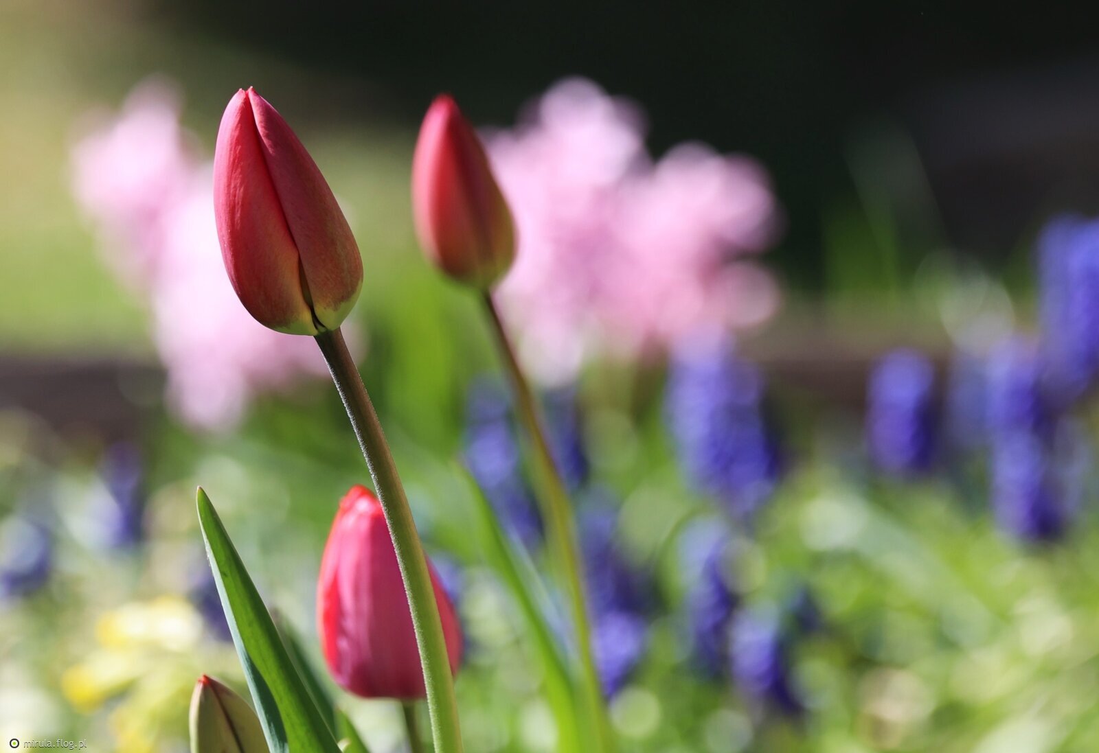 Tulipanowa impresja na miły weekend