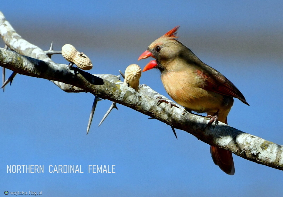 NORTHERN CARDINAL - female