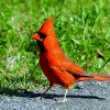 NORTHERN CARDINAL - male